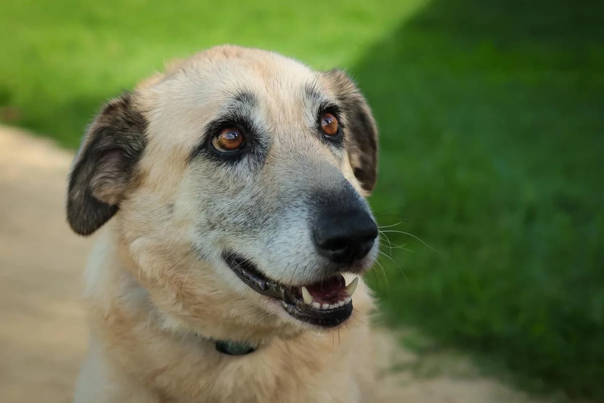 Milli, female 3yo Mixed Breed for adoption at Notfellchen Rumänien e.V.