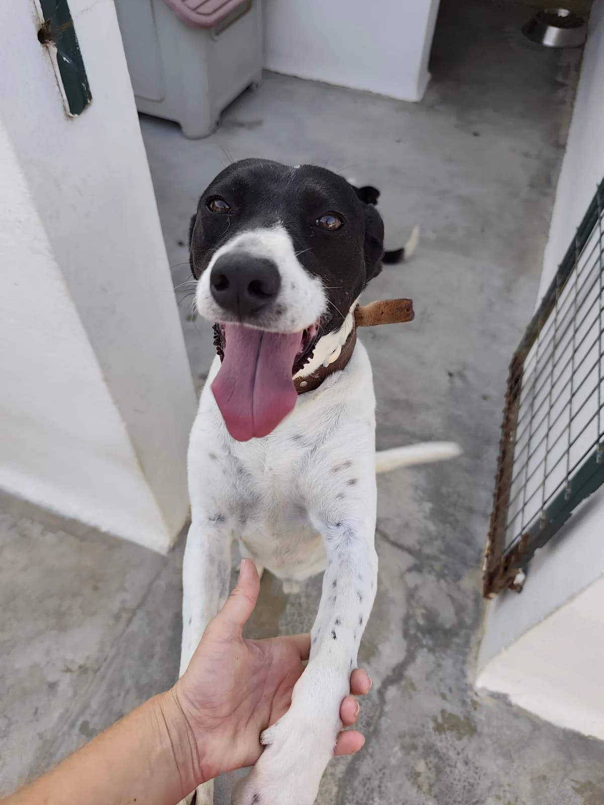 Rocky, male senior Mixed Breed for adoption at Notfellchen Rumänien e.V.