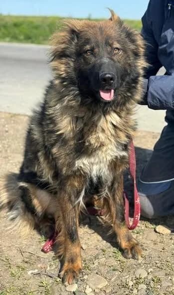 Schäfi, female 4yo Mixed Breed for adoption at Notfellchen Rumänien e.V.