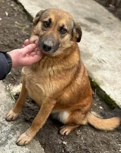 Liebe Bettie, female 6yo Mixed Breed for adoption at Notfellchen Rumänien e.V.