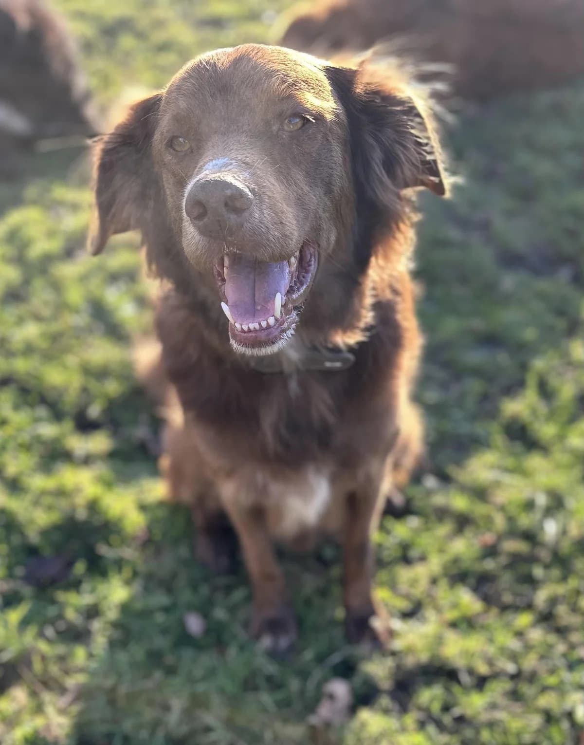 Milow, male 7yo Border Collie for adoption at Notfellchen Rumänien e.V.