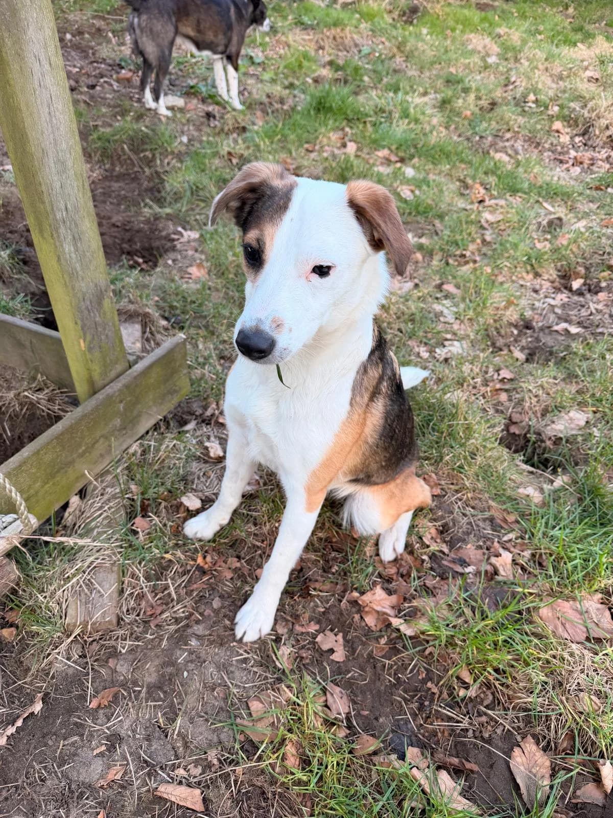 Pippa, 3yo Border Collie for adoption at Notfellchen Rumänien e.V.