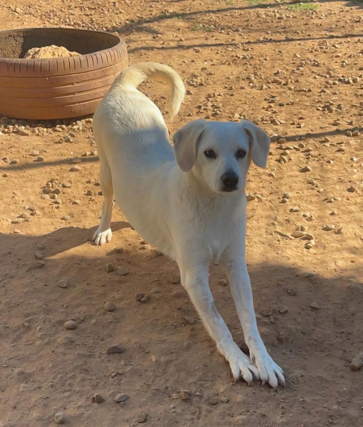 Schöner, male young Mixed Breed for adoption at Notfellchen Rumänien e.V.