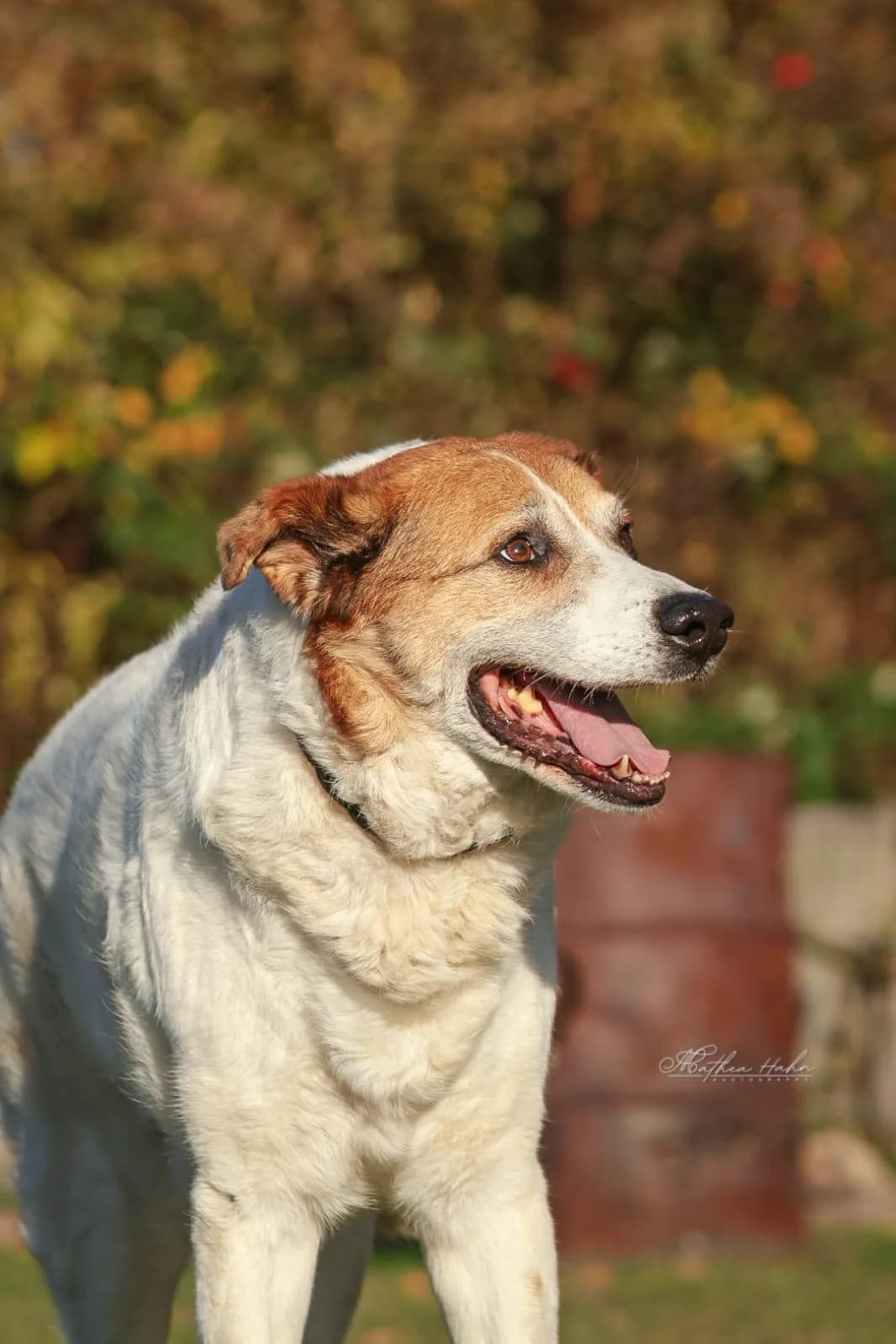 Martin, male senior Mixed Breed for adoption at Notfellchen Rumänien e.V.