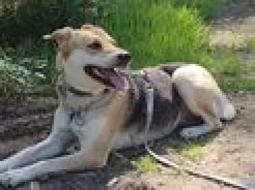 Bailey, female 6yo Mixed Breed for adoption at Notfellchen Rumänien e.V.