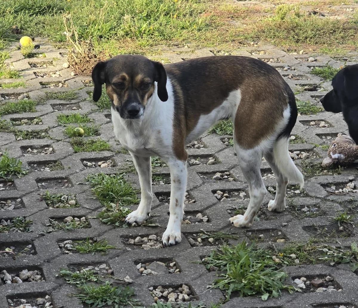 Becky Schnecki, female 4yo Mixed Breed for adoption at Notfellchen Rumänien e.V.