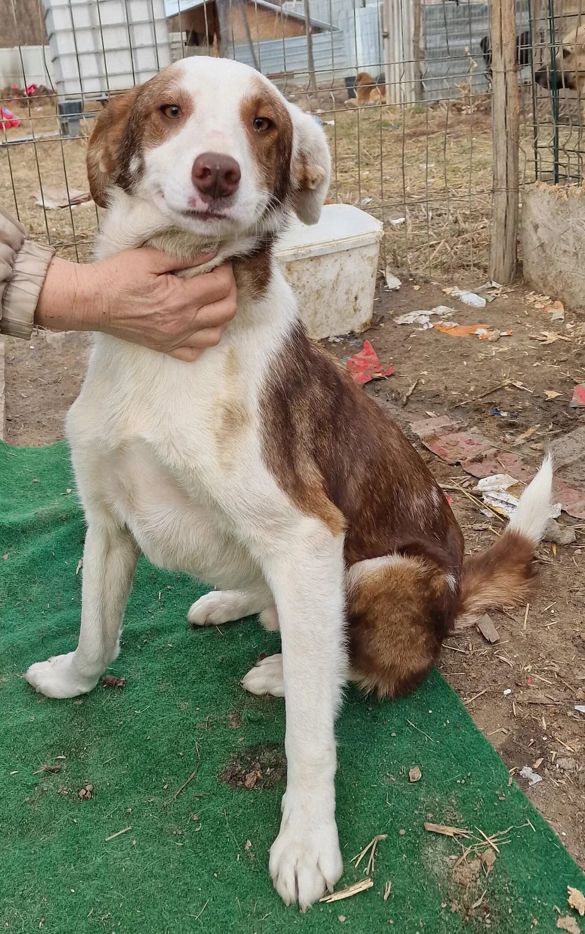 Ajuta, male 4yo Mixed Breed for adoption at Notfellchen Rumänien e.V.