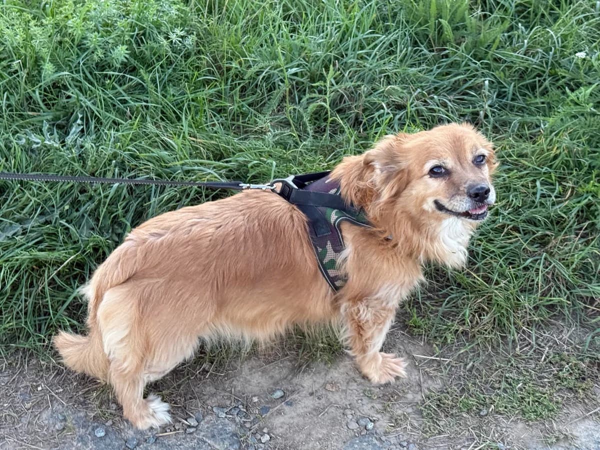 Vermittlungshilfe, female senior Mixed Breed for adoption at Notfellchen Rumänien e.V.