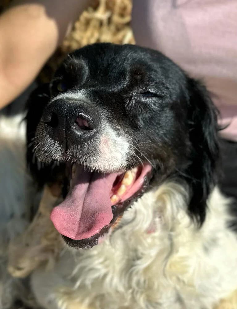 Panda, male senior Brittany Spaniel for adoption at Notfellchen Rumänien e.V.
