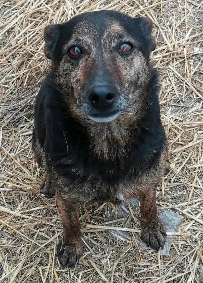 Šilja, male senior mixed breed for adoption at Notfellchen Rumänien e.V.