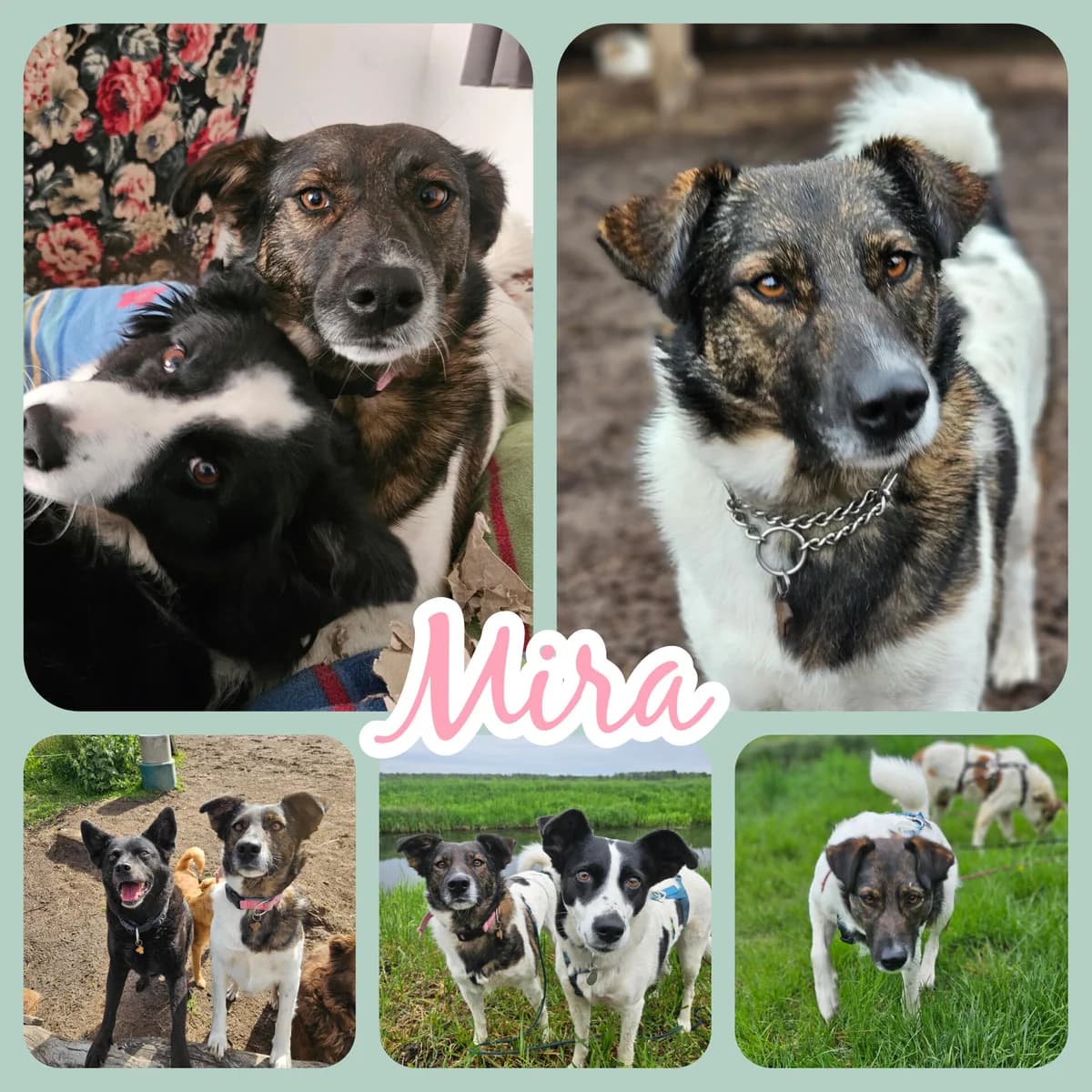 Mira wünscht sich einfühlsame Menschen mit Spaß am Kuscheln, female 5yo Mixed Breed for adoption at Notfellchen Rumänien e.V.