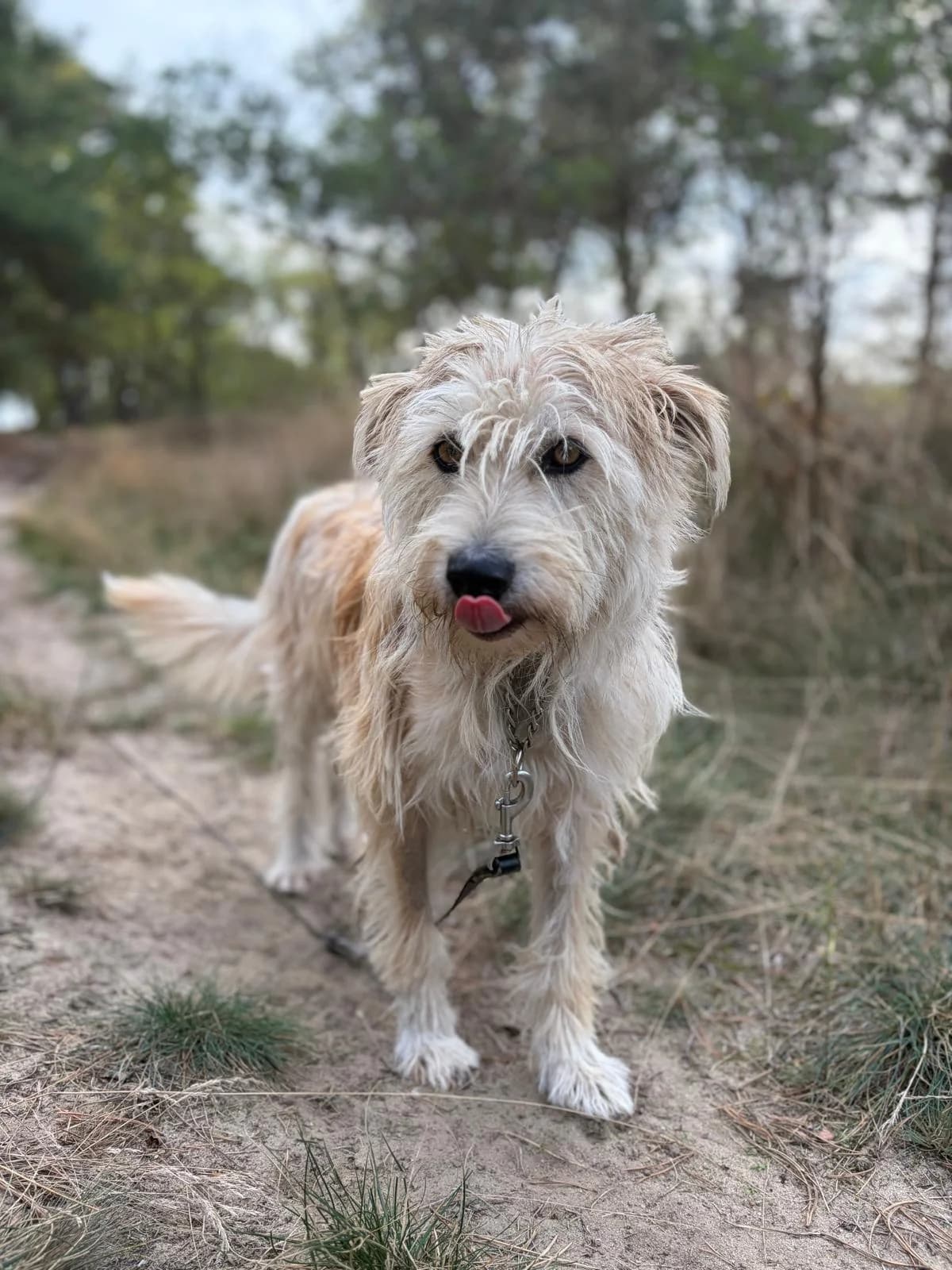 🐾 Franz, male young Mixed Breed for adoption at Notfellchen Rumänien e.V.