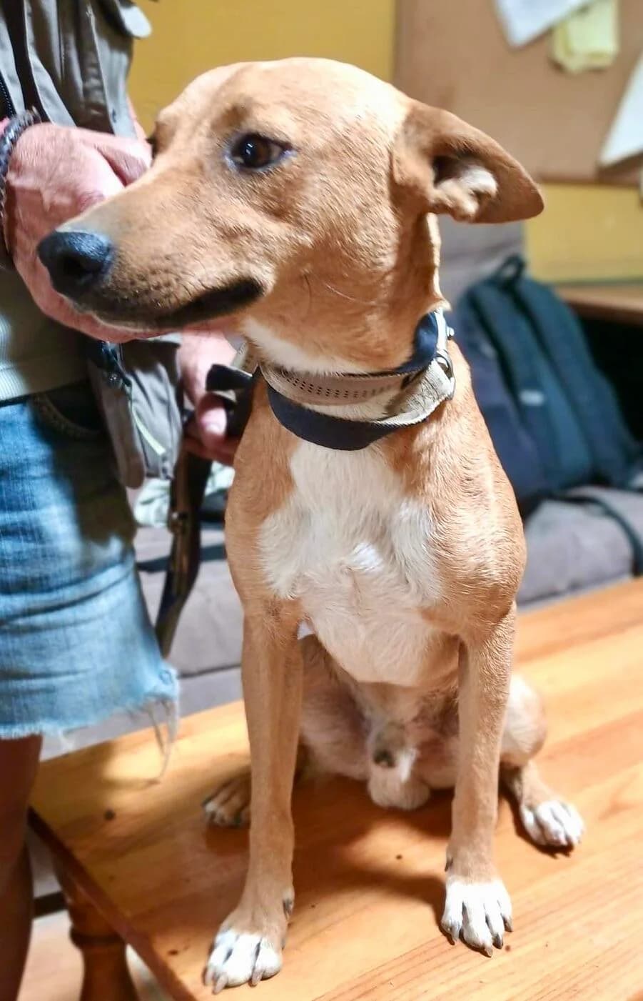 Arlo, male young Mixed Breed for adoption at Notfellchen Rumänien e.V.