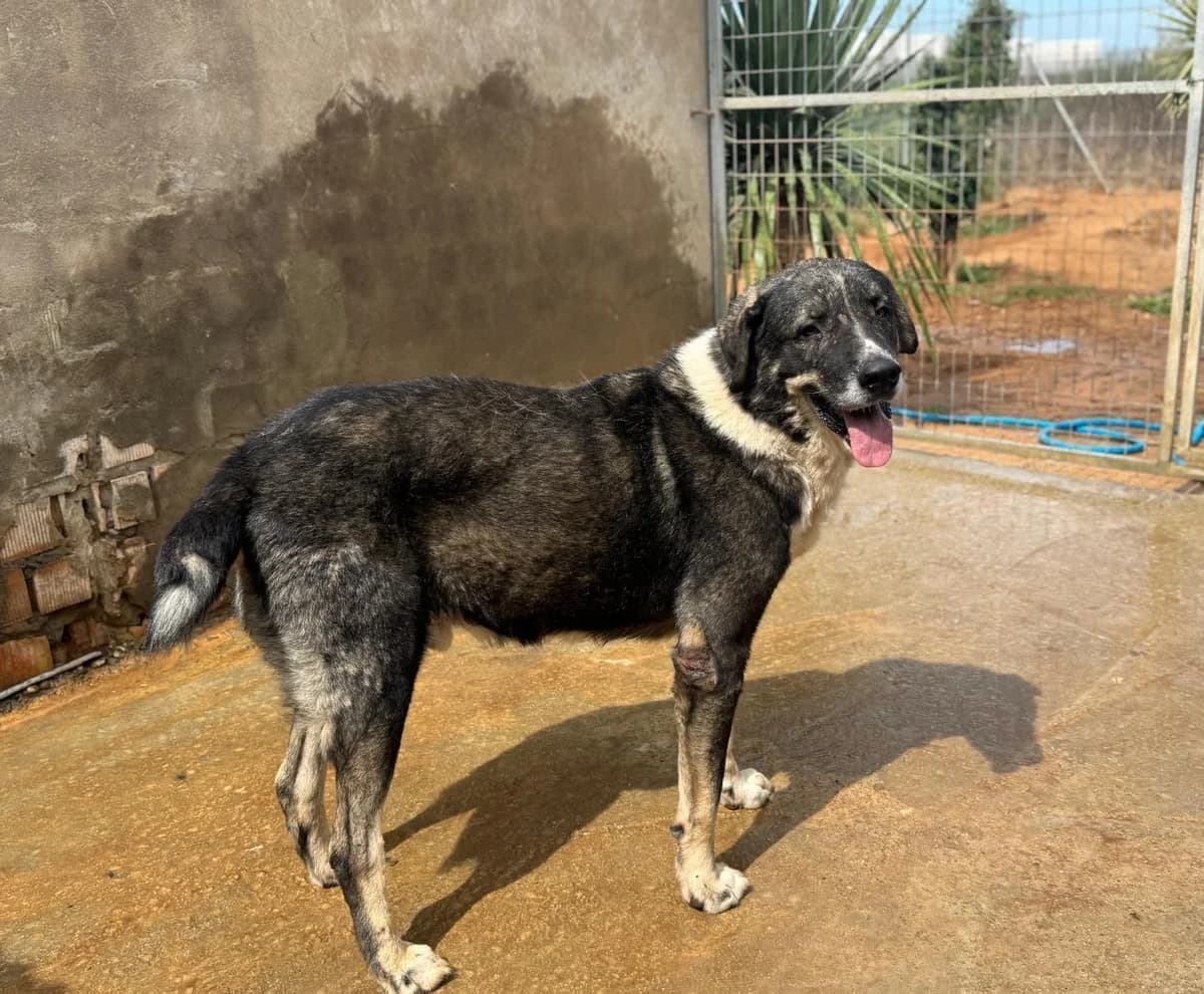 gutmütiger, male 7yo mixed breed for adoption at Notfellchen Rumänien e.V.