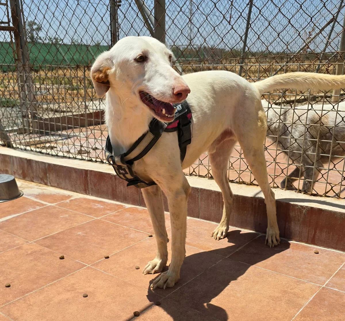 Fifo war ohne Hoffnung auf eine Zukunft, male 5yo Podenco for adoption at Notfellchen Rumänien e.V.
