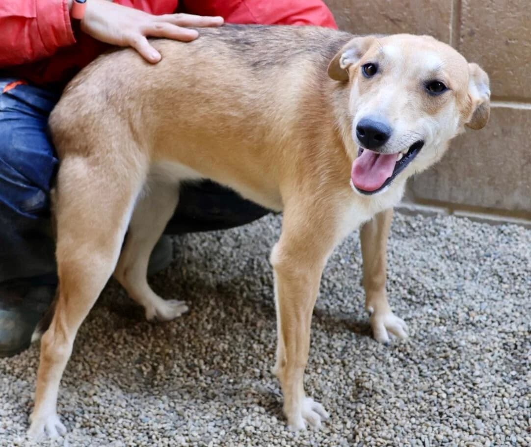 Lolita, female 4yo Mixed Breed for adoption at Notfellchen Rumänien e.V.