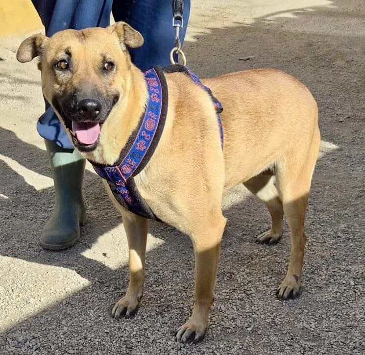 Rosie, female 3yo Mixed Breed for adoption at Notfellchen Rumänien e.V.