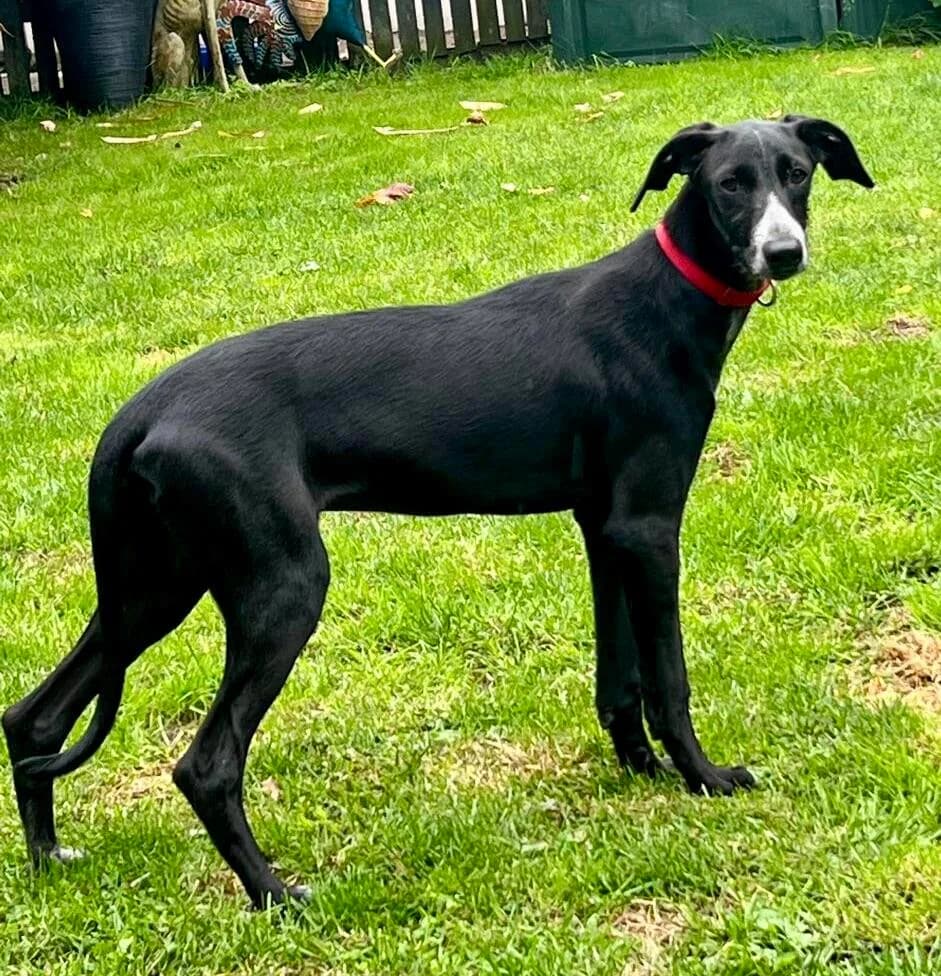 Bran, male puppy Galgo Español for adoption at Notfellchen Rumänien e.V.