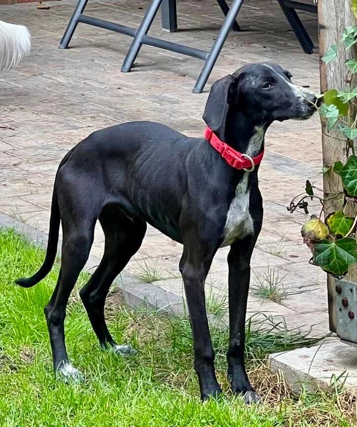 Darko, male puppy Galgo Español for adoption at Notfellchen Rumänien e.V.