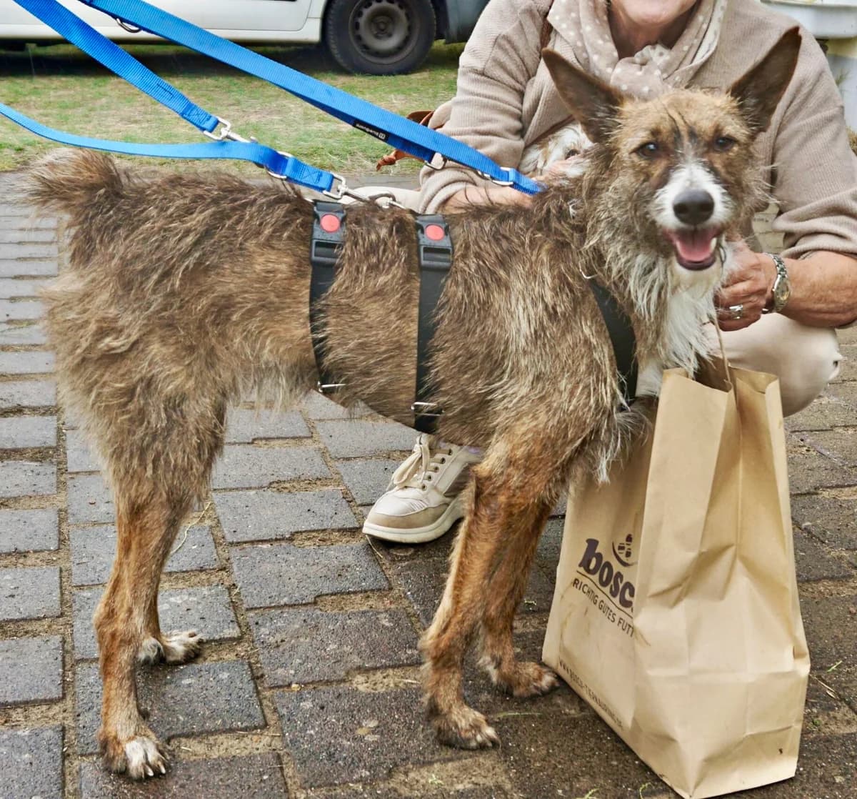 Nadia, female 6yo Podenco for adoption at Notfellchen Rumänien e.V.
