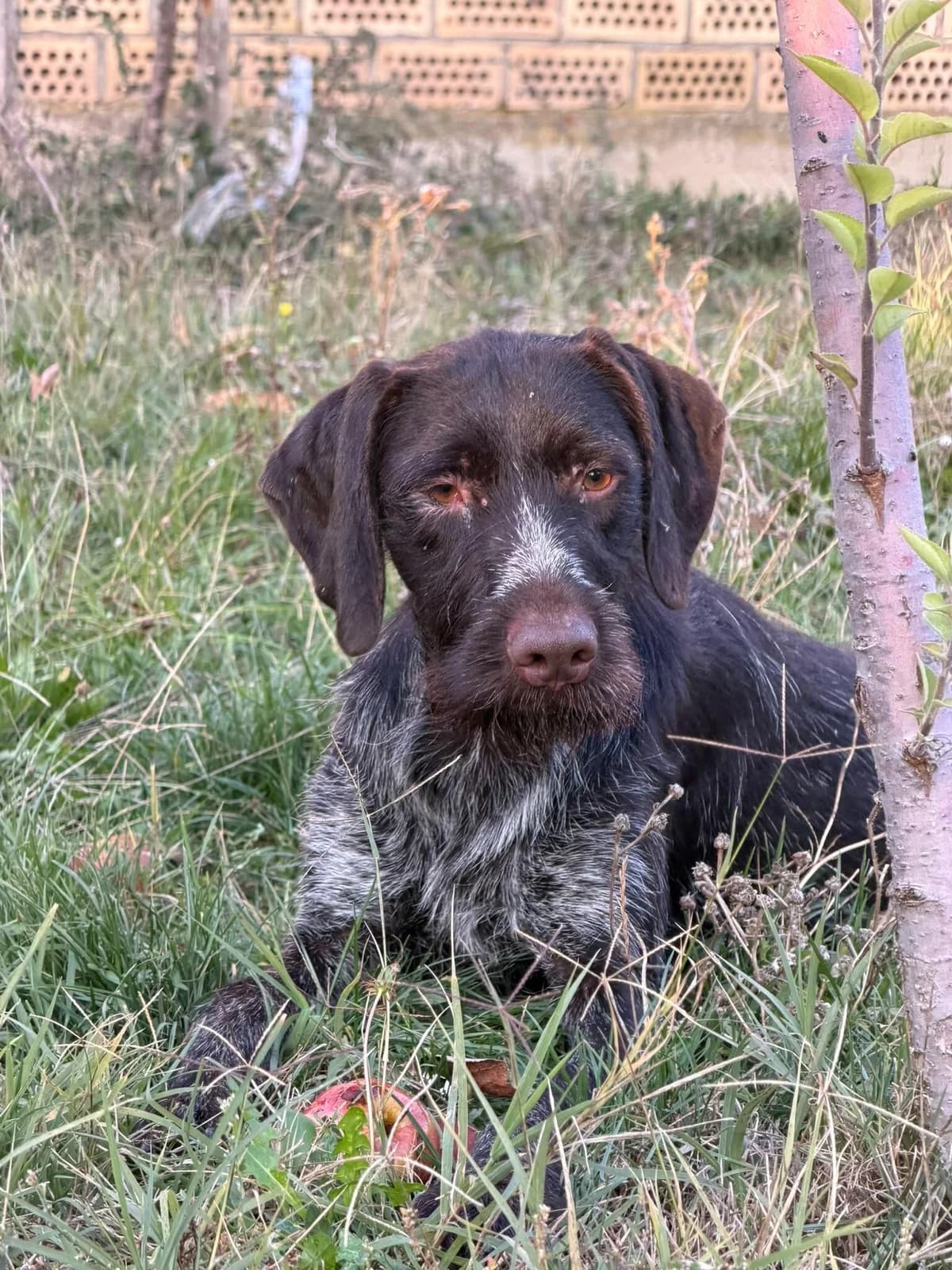 KLEIN, female puppy mixed breed for adoption at Notfellchen Rumänien e.V.
