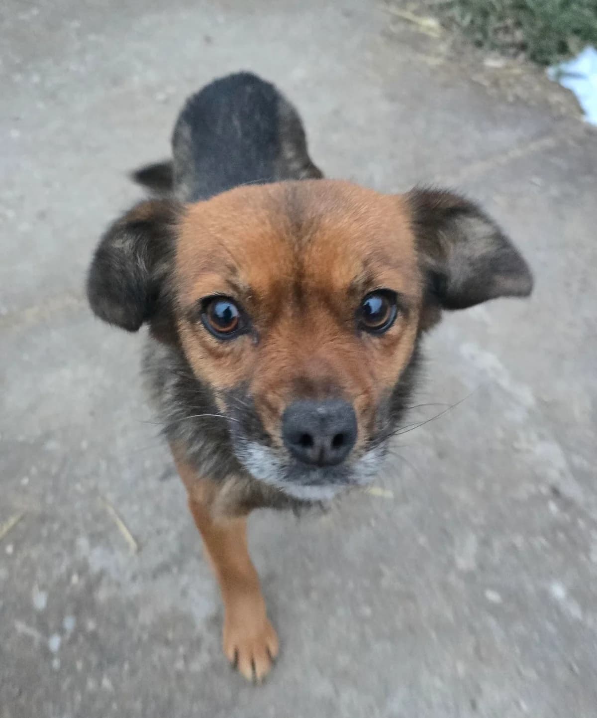 Susi, female 5yo Mixed Breed for adoption at Notfellchen Rumänien e.V.