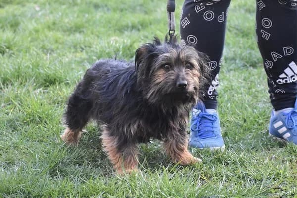 Steckbrief, female young Yorkshire Terrier for adoption at Notfelle e.V., Hettstadt