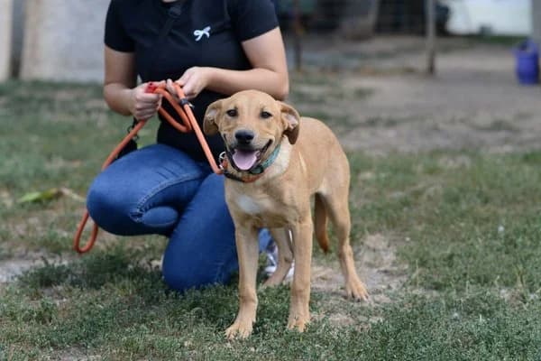Agatha, female puppy Mixed Breed for adoption at Notfelle e.V., Hettstadt
