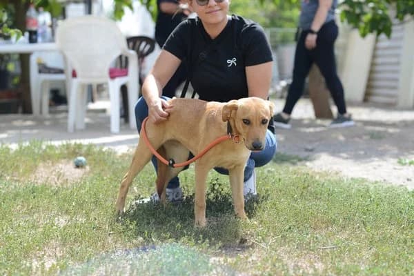 Agneta, female puppy Mixed Breed for adoption at Notfelle e.V., Hettstadt