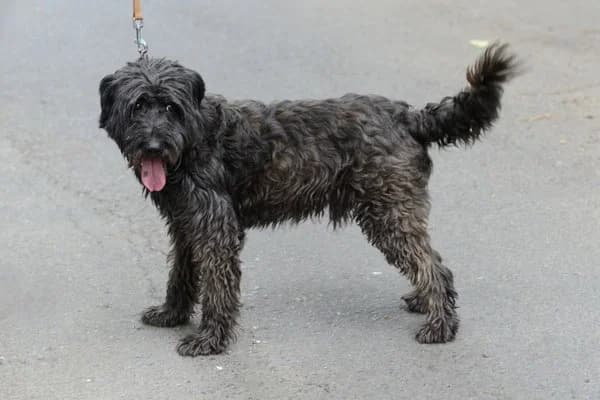 Aleksander, male 3yo Mixed Breed for adoption at Notfelle e.V., Hettstadt