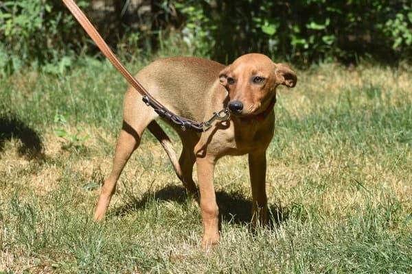 Alice, female puppy Mixed Breed for adoption at Notfelle e.V., Hettstadt