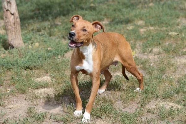 Amira, female young Mixed Breed for adoption at Notfelle e.V., Hettstadt