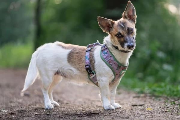 Angel, female young Mixed Breed for adoption at Notfelle e.V., Hettstadt