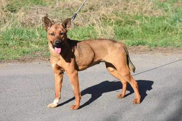 Arabella, female young Mixed Breed for adoption at Notfelle e.V., Hettstadt