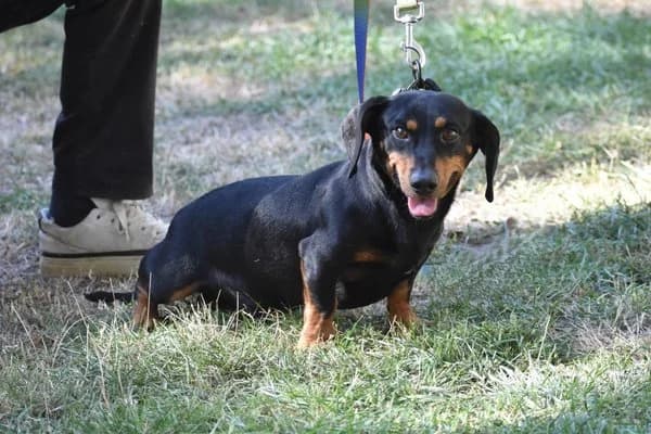 Archer, male 4yo Dachshund for adoption at Notfelle e.V., Hettstadt