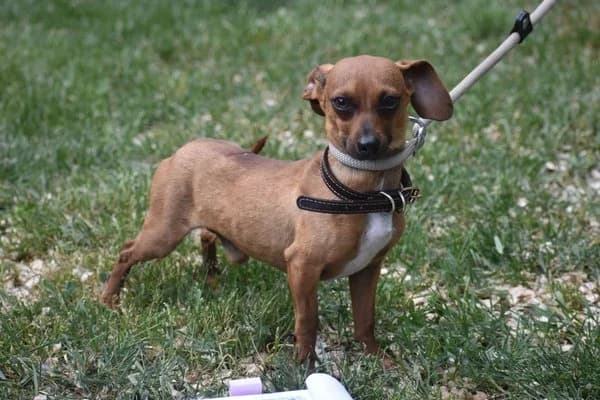 Arne (Alan), male young Chihuahua for adoption at Notfelle e.V., Hettstadt