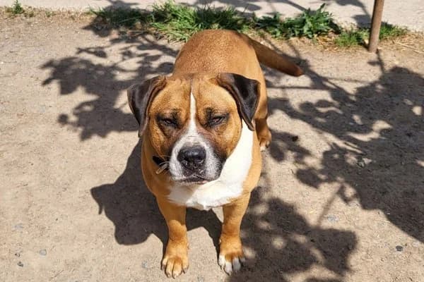 Steckbrief, male senior Pit Bull Terrier for adoption at Notfelle e.V., Hettstadt