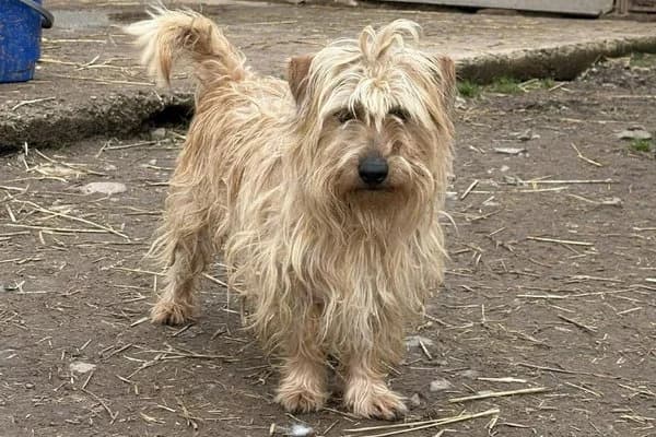 Steckbrief, male 5yo Mixed Breed for adoption at Notfelle e.V., Hettstadt