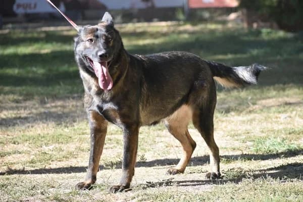 Astra, female 3yo German Shepherd for adoption at Notfelle e.V., Hettstadt