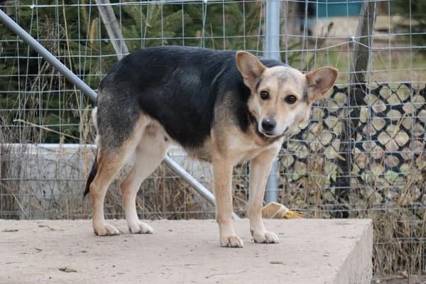 Steckbrief, female 7yo Mixed Breed for adoption at Notfelle e.V., Hettstadt