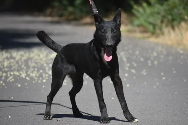 Baghira (bagarol), male young Mixed Breed for adoption at Notfelle e.V., Hettstadt