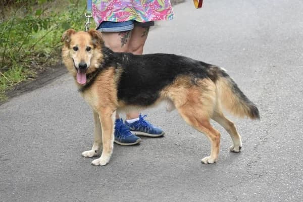 Bela, male senior German Shepherd for adoption at Notfelle e.V., Hettstadt