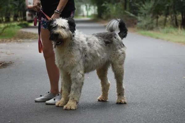 Bobo, male 5yo Mixed Breed for adoption at Notfelle e.V., Hettstadt