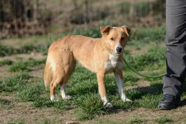 Bonnie, female young Mixed Breed for adoption at Notfelle e.V., Hettstadt