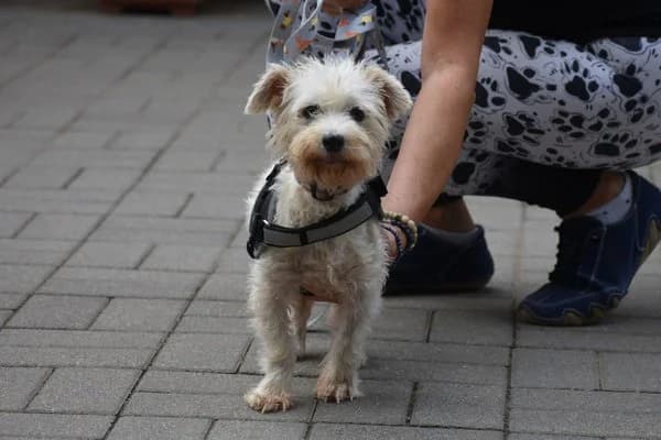 Boroka, female young Bichon Frisé for adoption at Notfelle e.V., Hettstadt