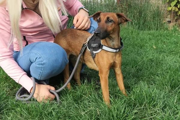 Bruni, female 5yo Mixed Breed for adoption at Notfelle e.V., Hettstadt