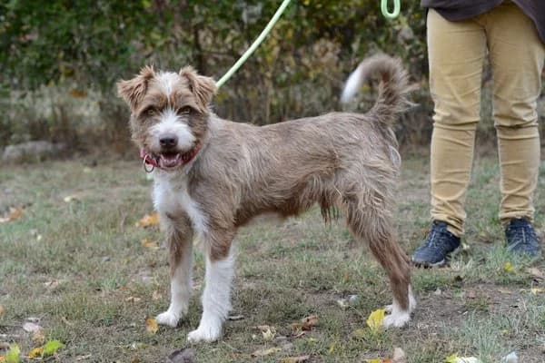 Steckbrief, male 7yo Mixed Breed for adoption at Notfelle e.V., Hettstadt