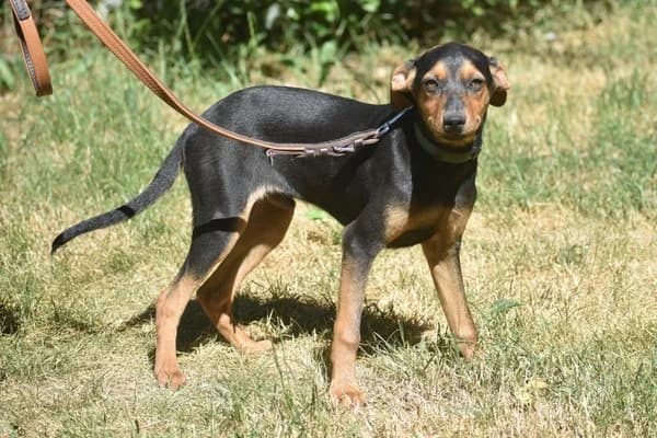 Casper, male puppy Mixed Breed for adoption at Notfelle e.V., Hettstadt