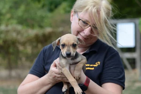 Chester, male puppy Mixed Breed for adoption at Notfelle e.V., Hettstadt