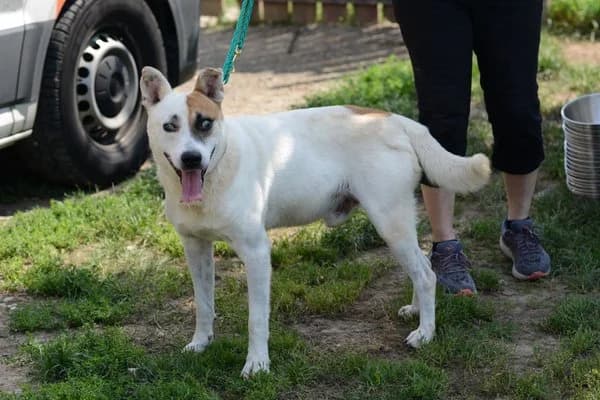 Steckbrief, male 4yo Mixed Breed for adoption at Notfelle e.V., Hettstadt